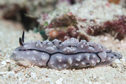BD-111129-Raja-Ampat-5572-Phyllidiopsis-pipeki.-Brunckhorst.-1993-[Pipek's-phyllidiopsis].jpg